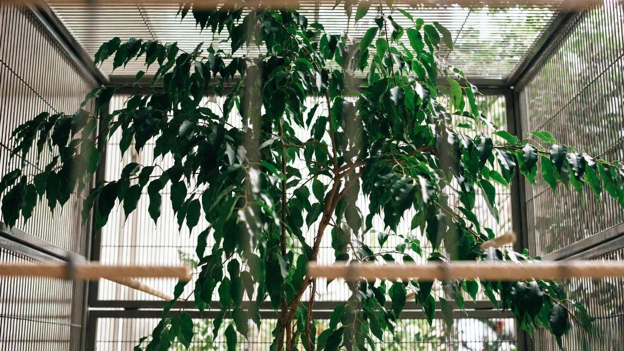 Ficus benjamina weeping fig providing climbing and hiding spots for chameleons