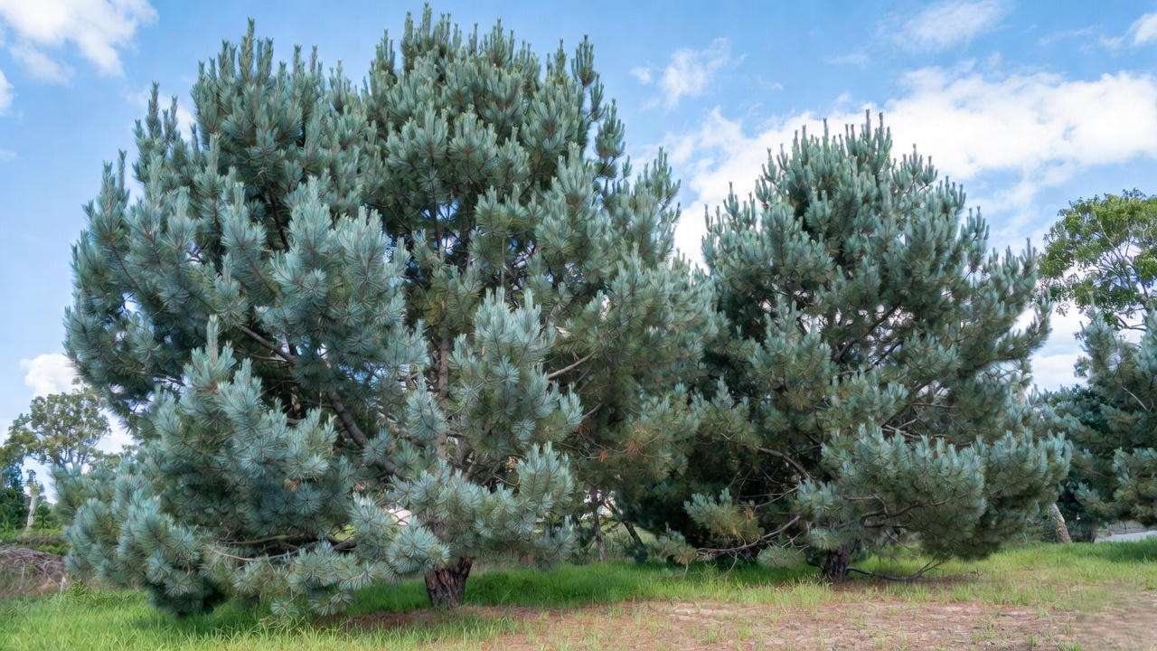 Conclusion or Bonus Resources section