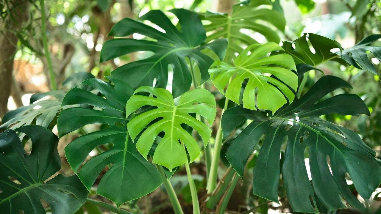 Healthy plant fully recovered from white spots with vibrant new growth