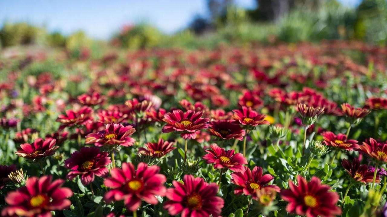 Dense carpet of deep red Gaillardia Gallo Red blanket flowers