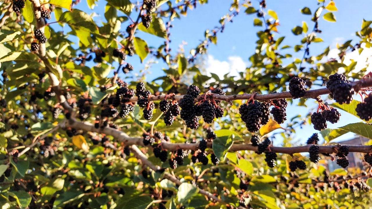 Mature Pakistani mulberry tree loaded with hundreds of giant long berries