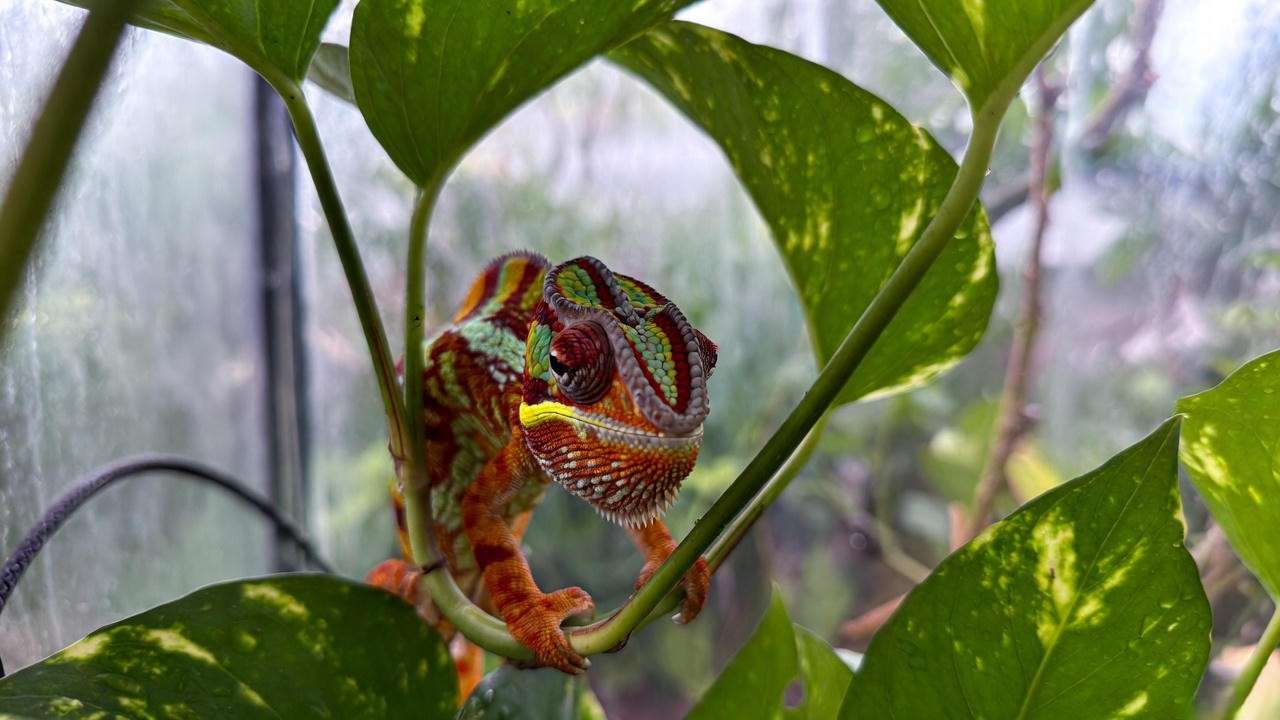 Golden pothos vine with panther chameleon – safest plant for chameleon enclosures 2025