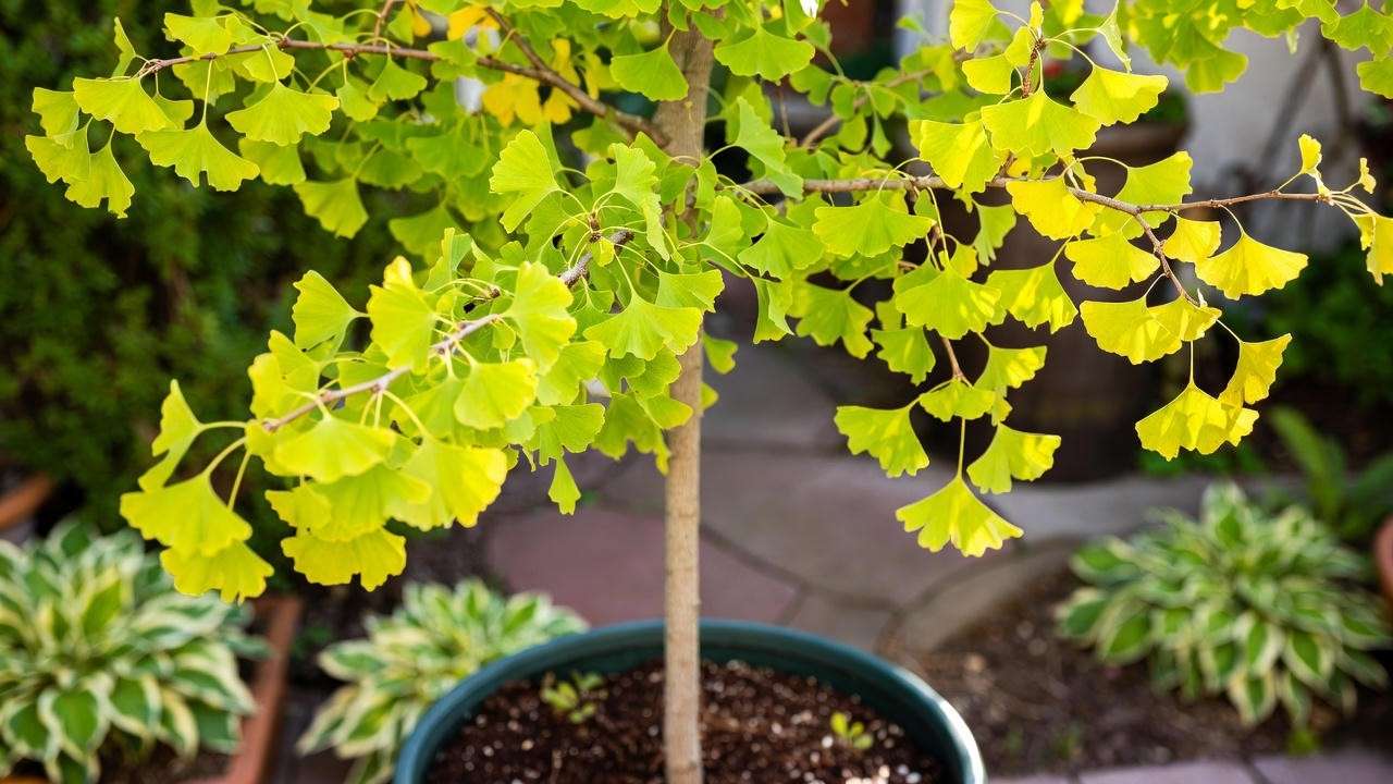 Goldspire Ginkgo tree in a 24-inch container with burlap wrap and dwarf hostas on a patio."