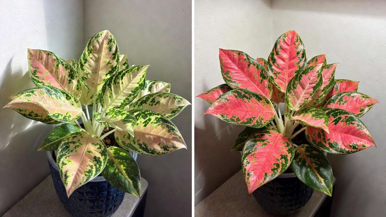 Red Aglaonema before and after proper lighting – color restoration results