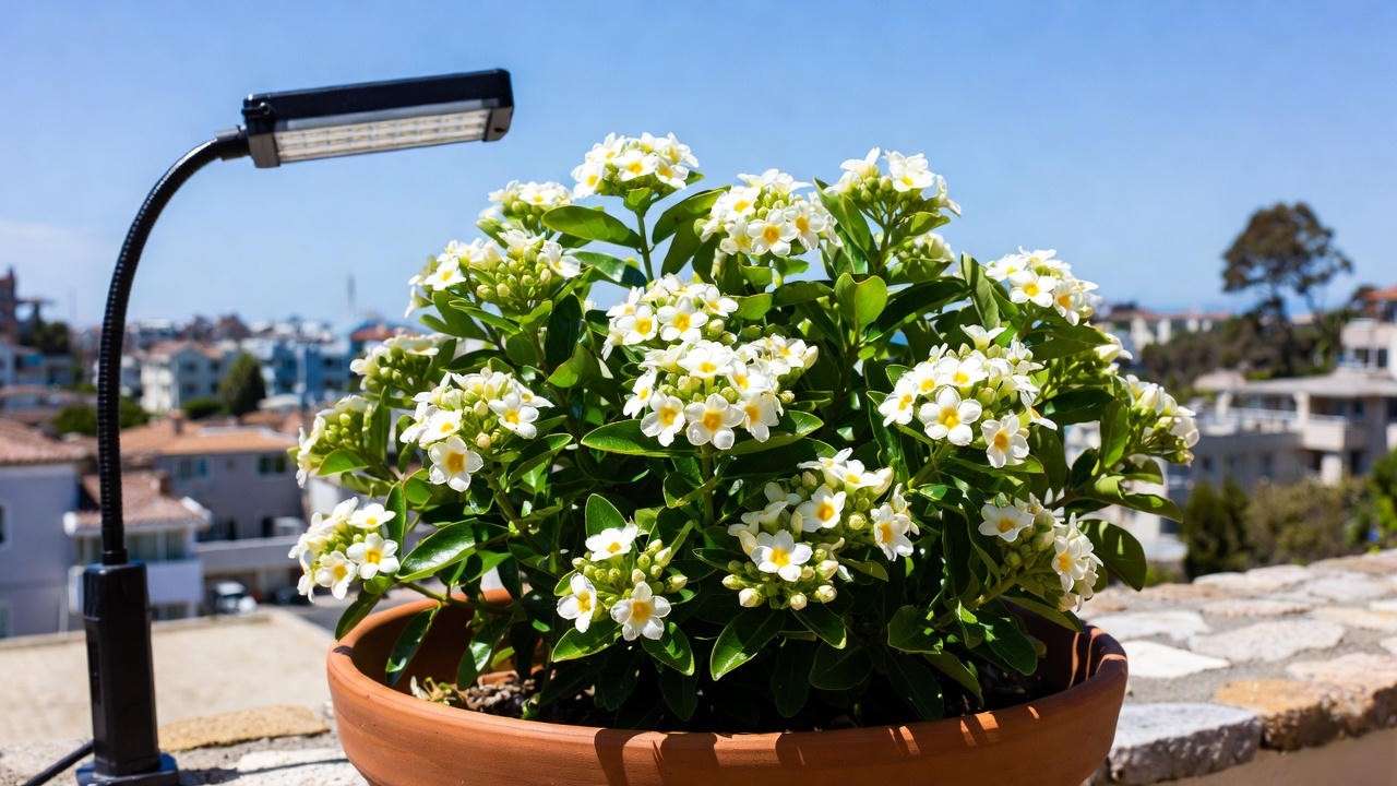 Growing breath of heaven plant successfully in containers on a patio