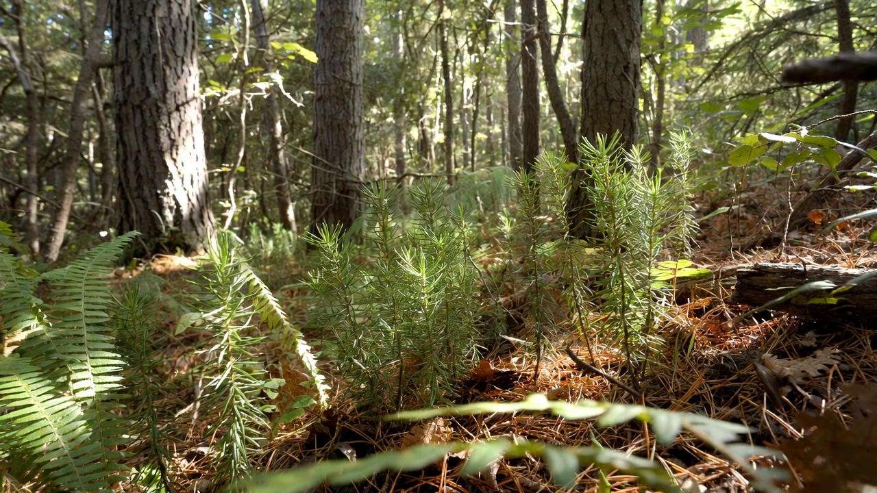 Princess pine tree growing outdoors as ground cover in shaded woodland garden