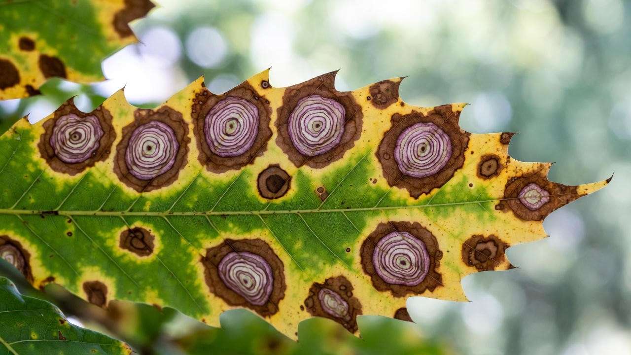 Guignardia leaf spot showing characteristic bullseye lesions on chestnut leaf