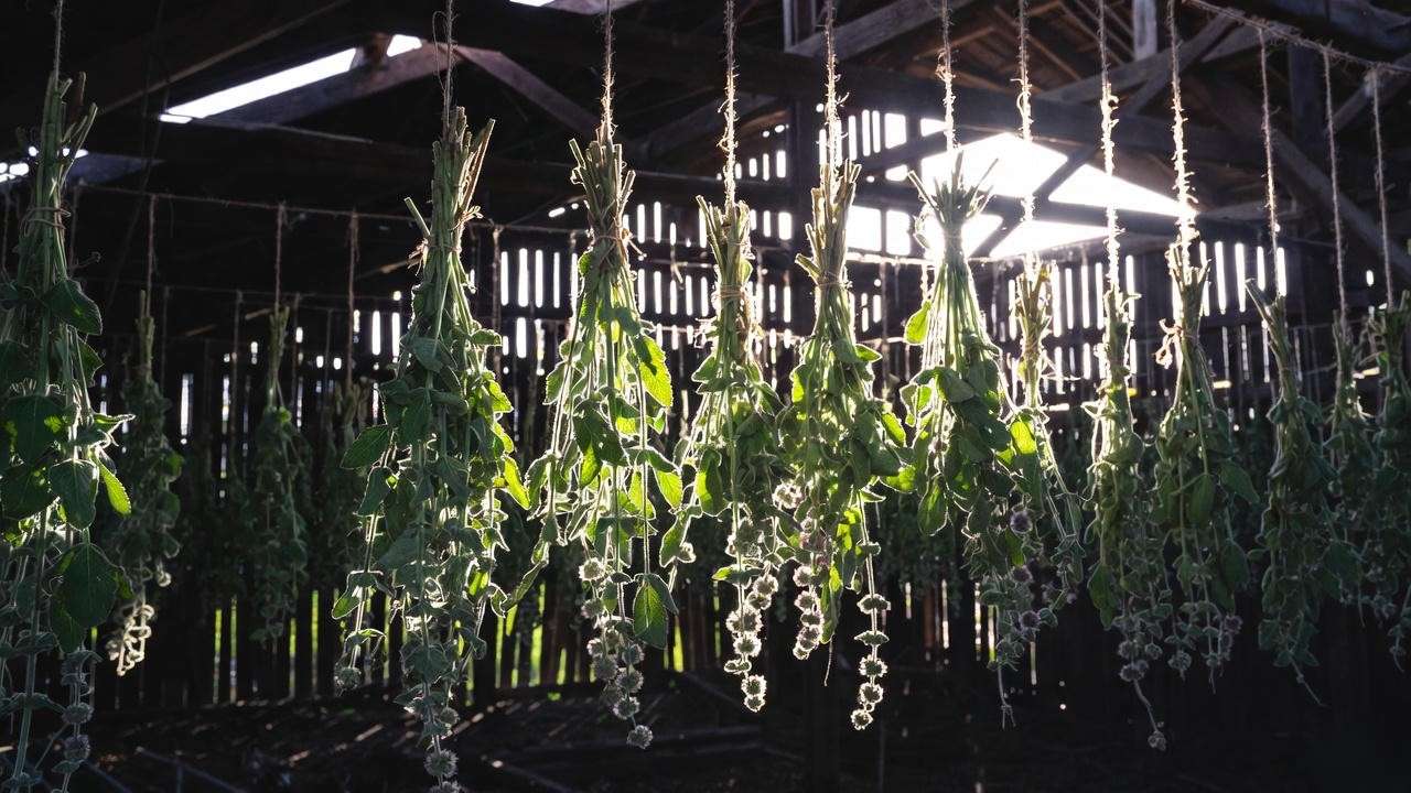 Traditional drying of harvested ironwort stems in a Greek barn