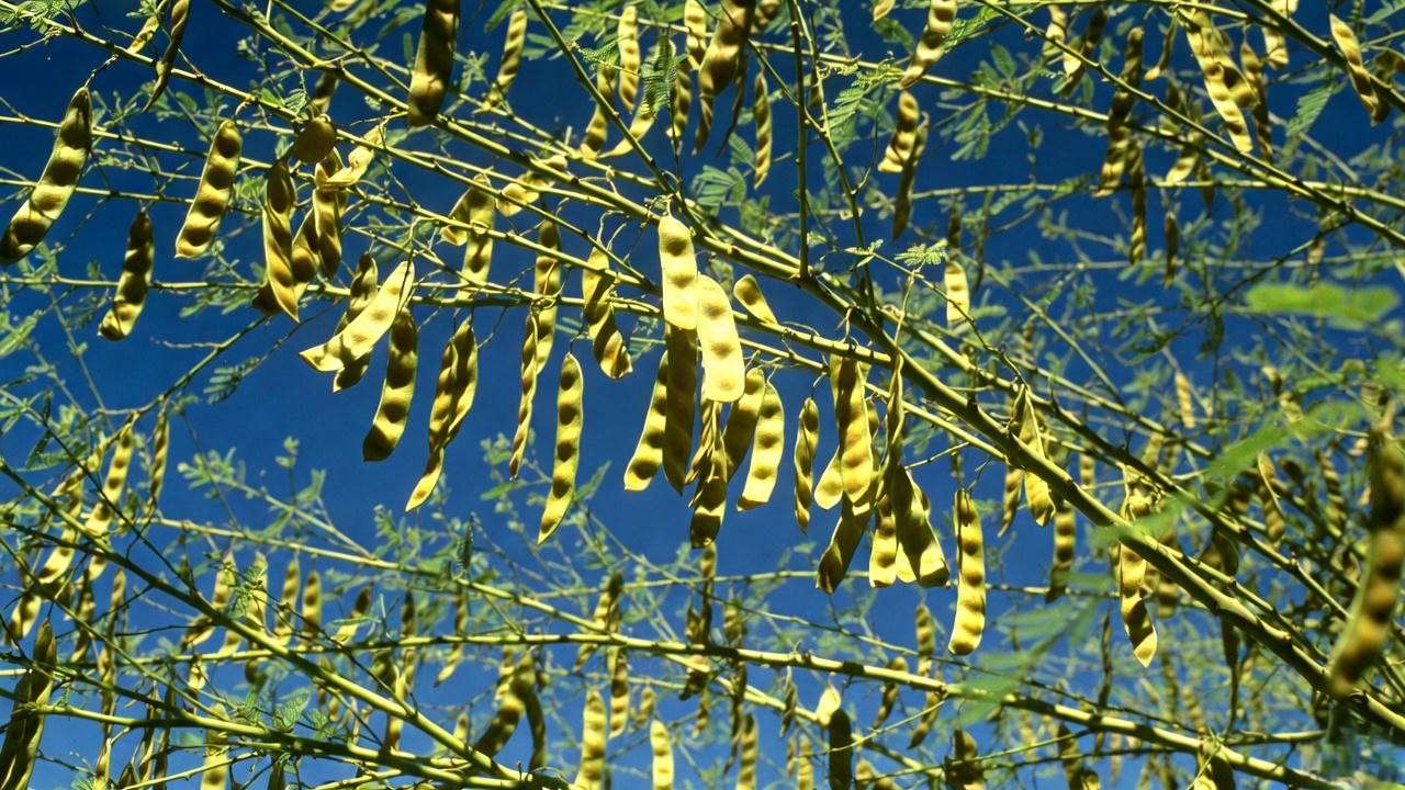 Ripe golden seed pods hanging from Chilean mesquite tree ready for harvest
