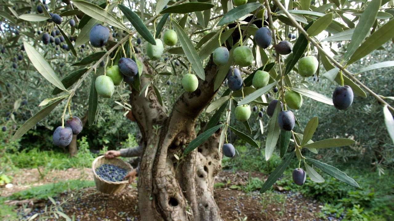 Harvesting ripe mission olives by hand with a basket in a lush garden