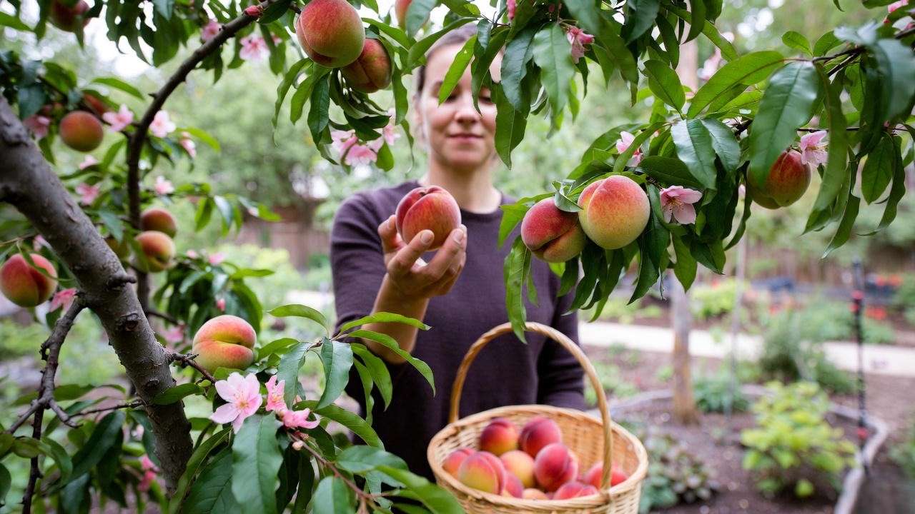 Gardener harvesting ripe Red Haven peaches into a basket from a healthy tree."