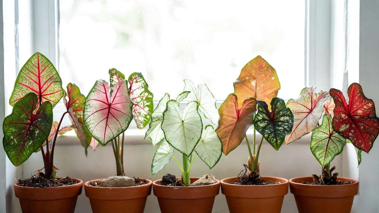 Colorful heart-shaped Caladium Heart to Heart varieties in pots