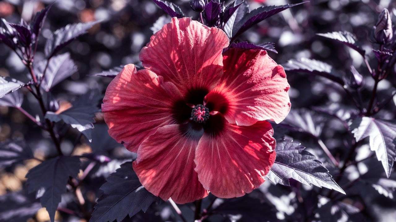 Giant red Hibiscus Midnight Marvel flower with dark purple foliage