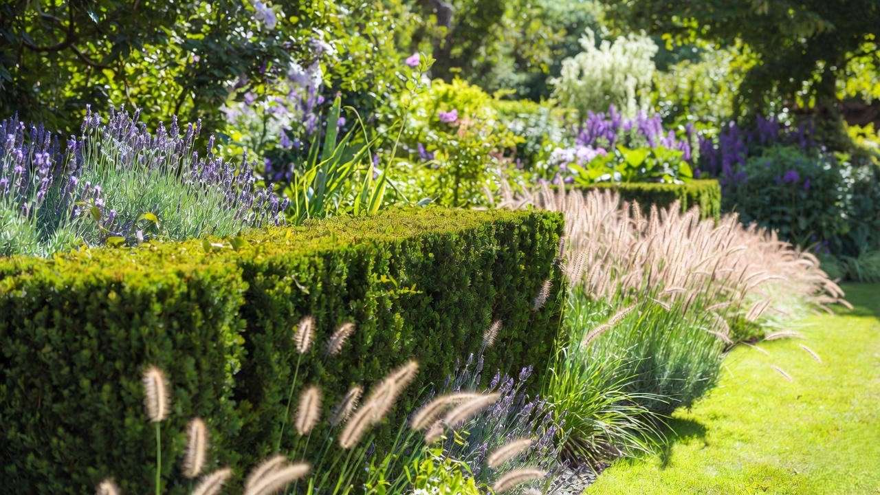 Hollywood juniper hedge with lavender in landscaped garden.