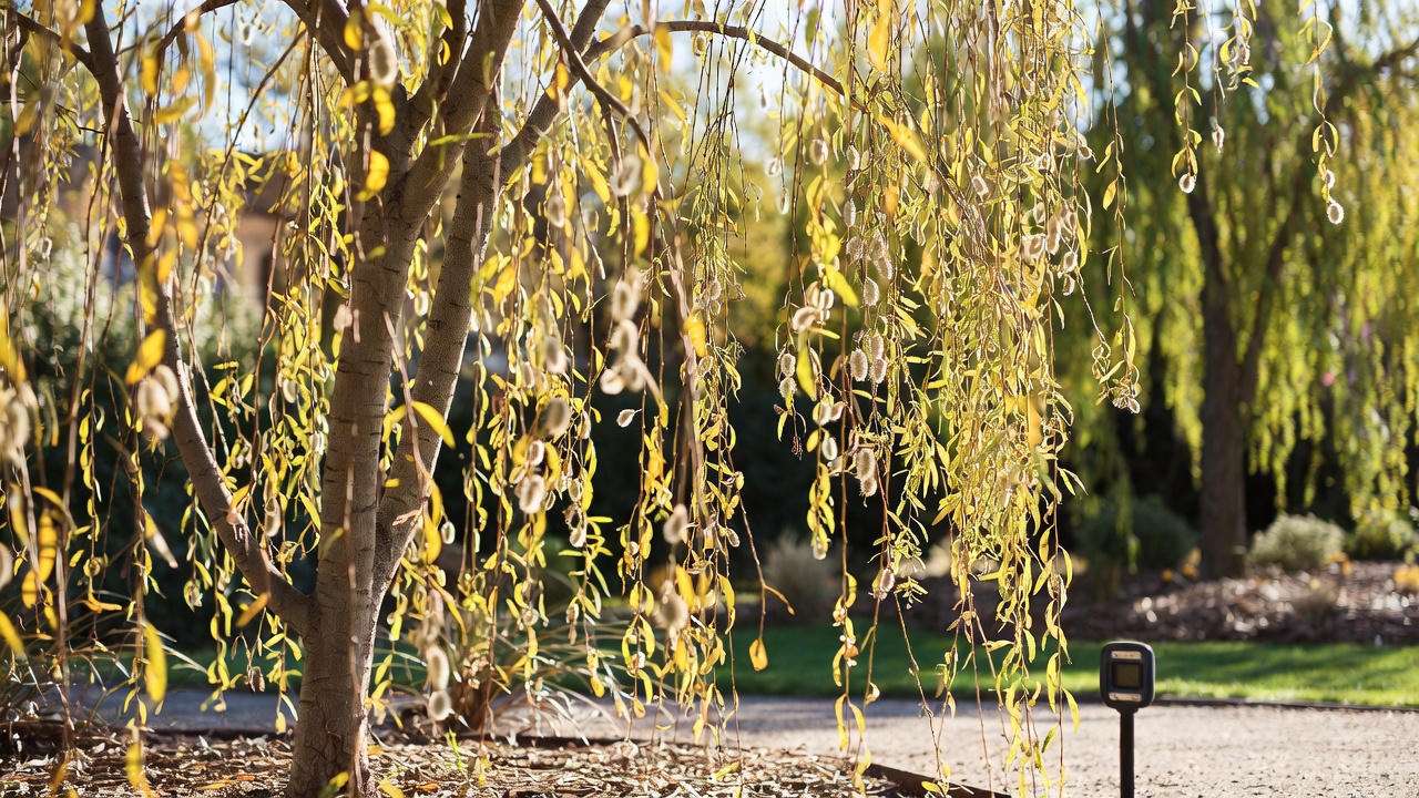 How Much Water Does Your Tree Need