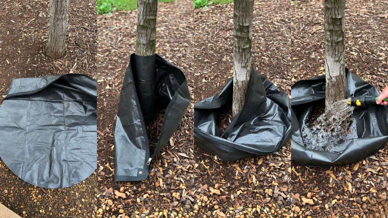 Step-by-step installation of watering ring around young tree trunk