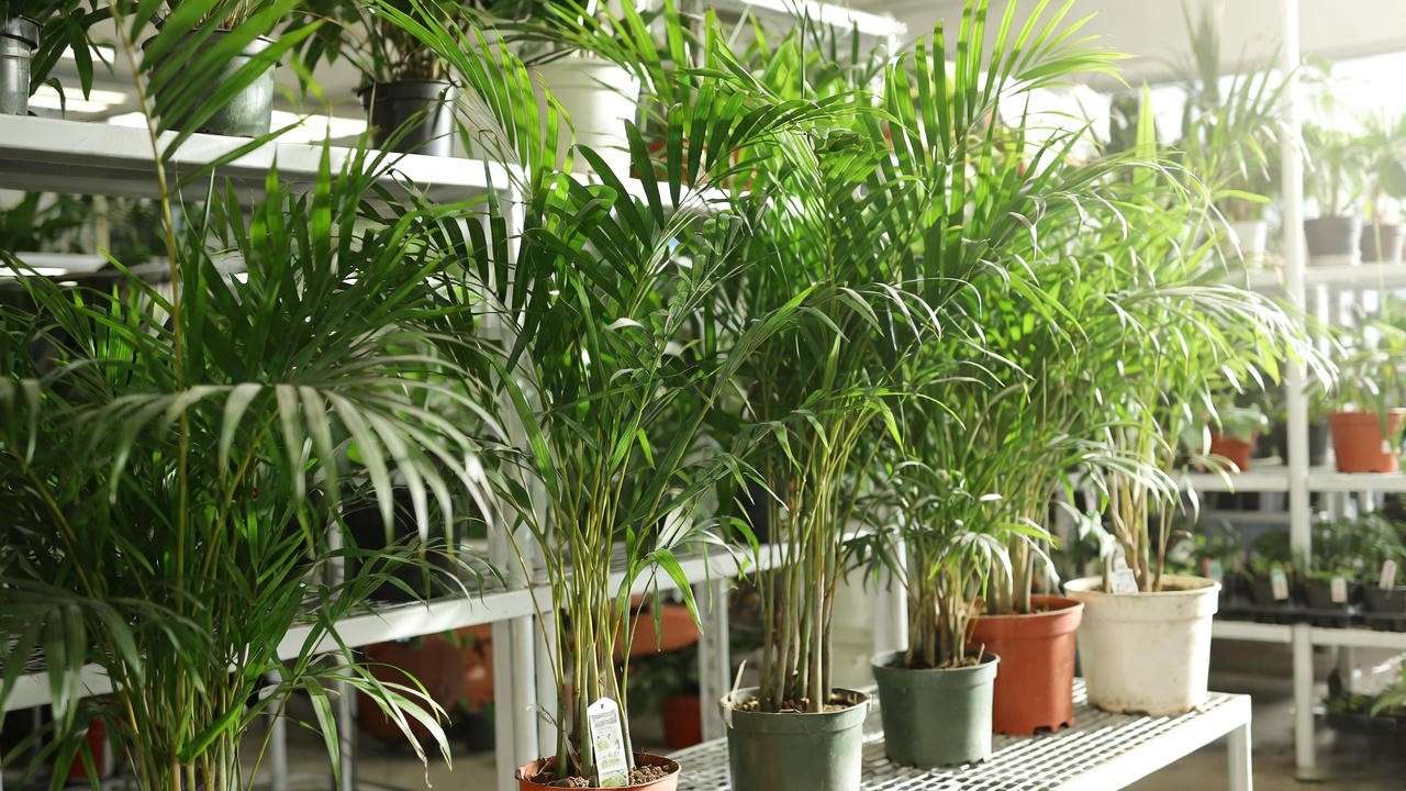 Nursery tag reading Miracle Banana Palm – red flag when buying palms