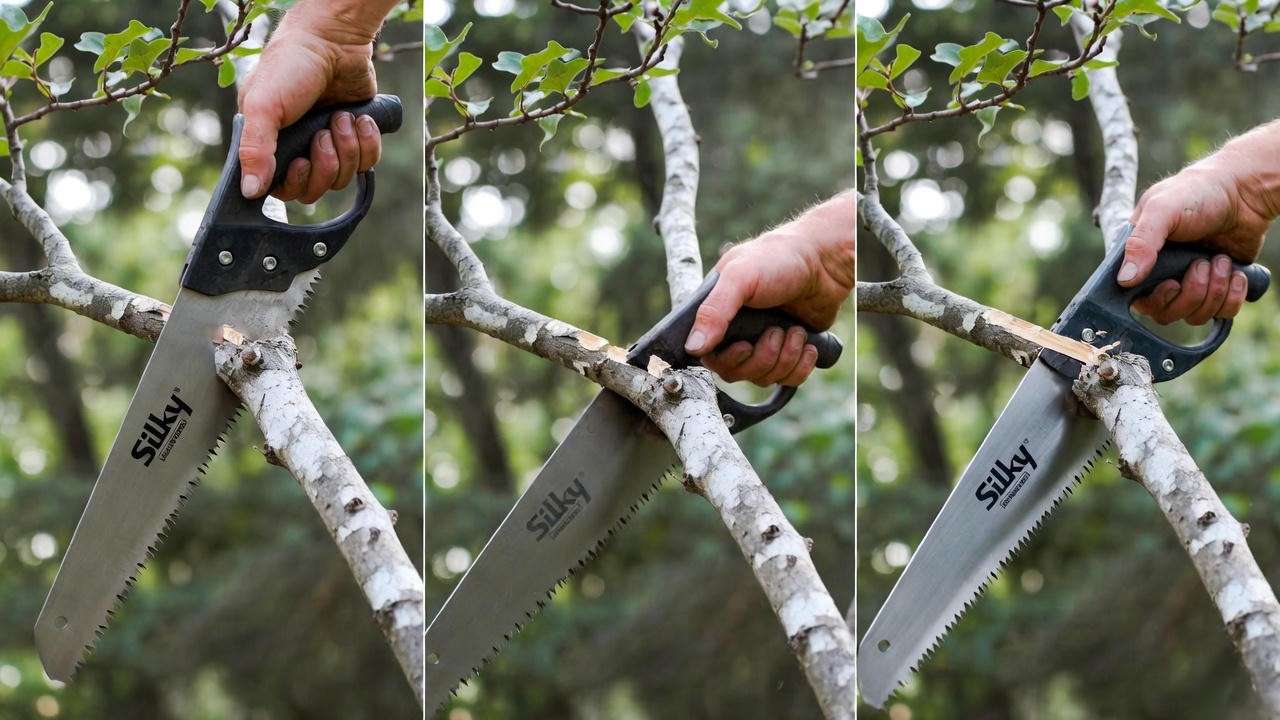 How to Properly Cut Back Oak Trees