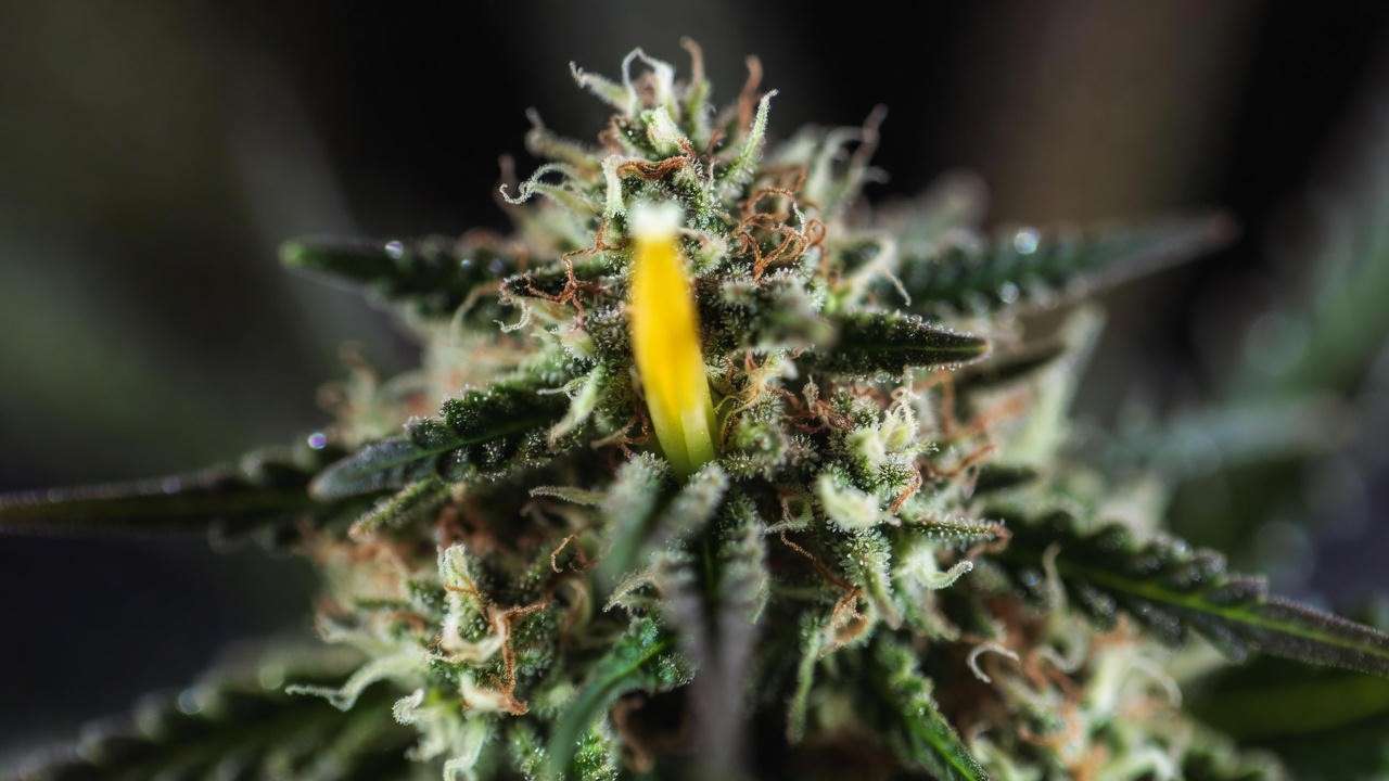 Yellow banana nanner on cannabis bud – most common late-flower hermie sign