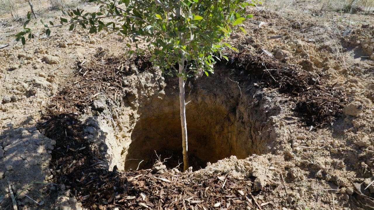 Correct planting depth showing exposed root flare for purple flowering tree in Texas soil