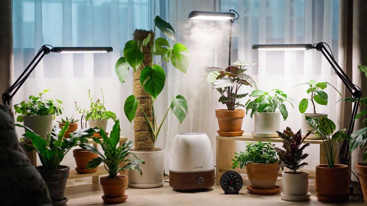 Ideal high humidity setup with humidifier and moss pole for White Knight Philodendron