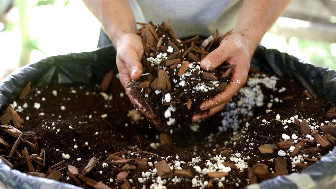Preparing the ideal acidic well-draining soil mix for guanabana soursop tree
