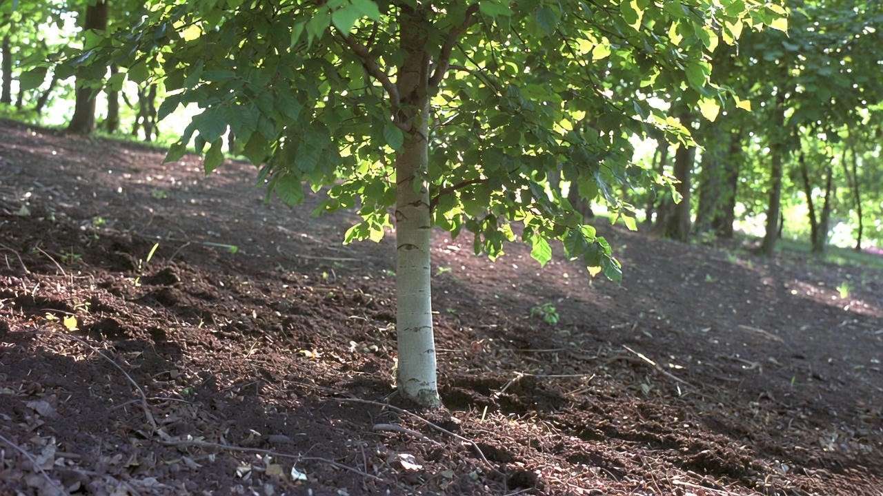 Ideal planting site for weeping European beech tree showing good drainage and morning sun exposure