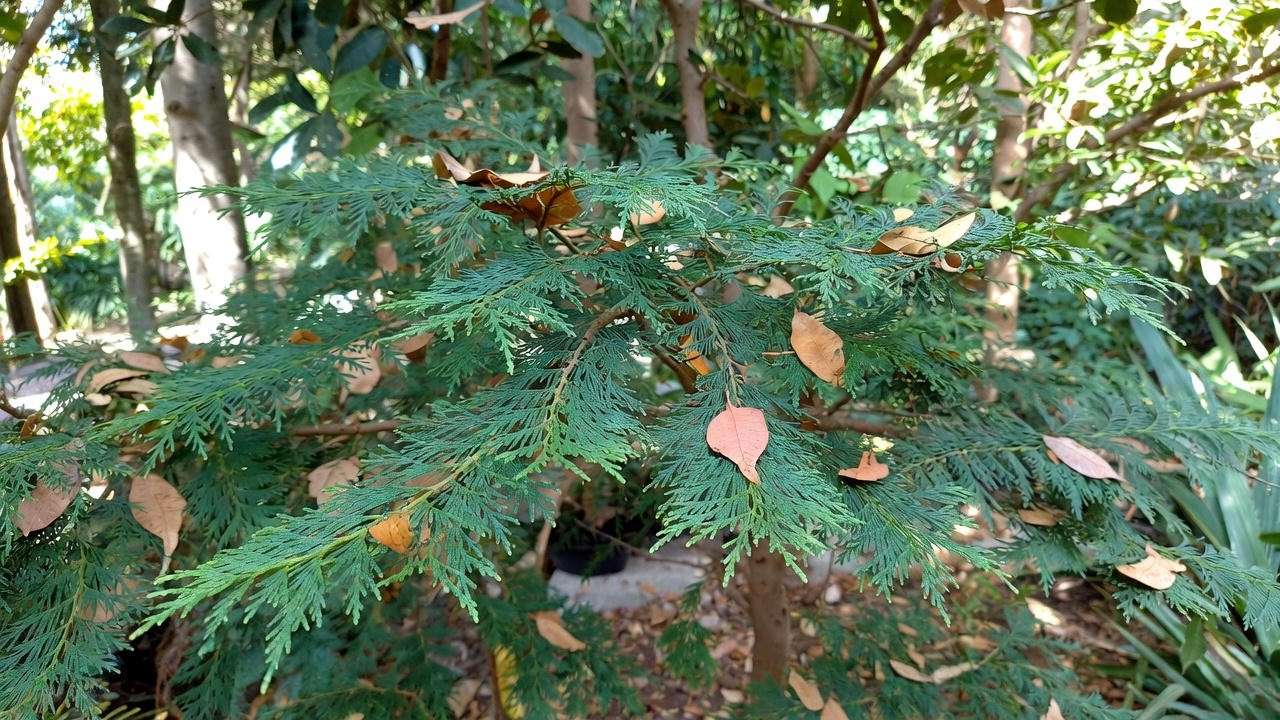 ncense Cedar tree with flat sprays of foliage in a sunny garden with dried leaves".