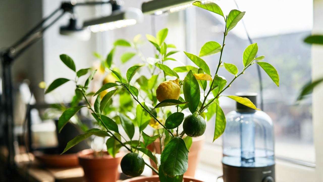"Indoor lemon lime citrus tree with humidifier and grow lights on a windowsill."