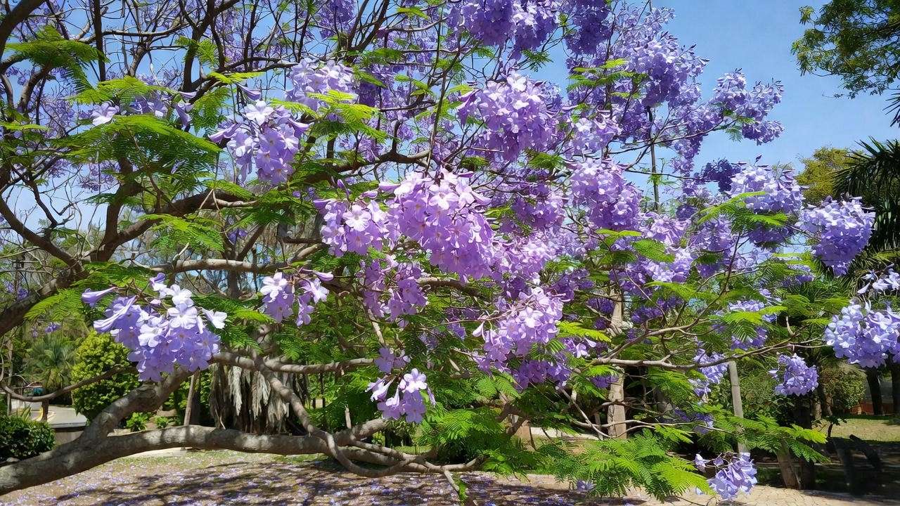 Close-up of a blooming Jacaranda tree with purple flowers in a tropical garden."