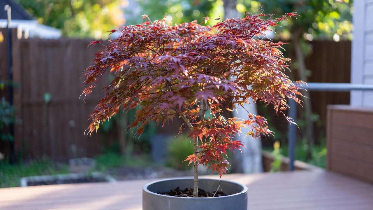 Compact ‘Shaina’ Japanese maple with tiny red leaves thriving in a container on a small patio – perfect low-maintenance tree with small leaves