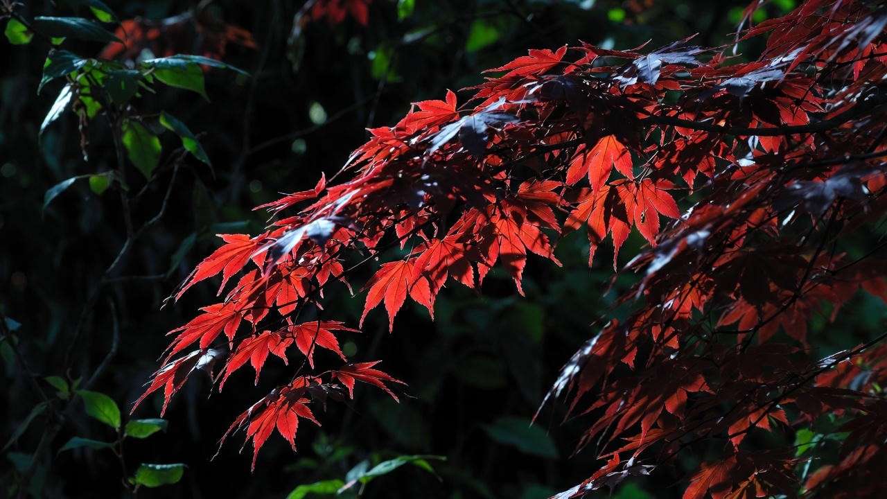 Red Japanese maple thriving in heavy shade