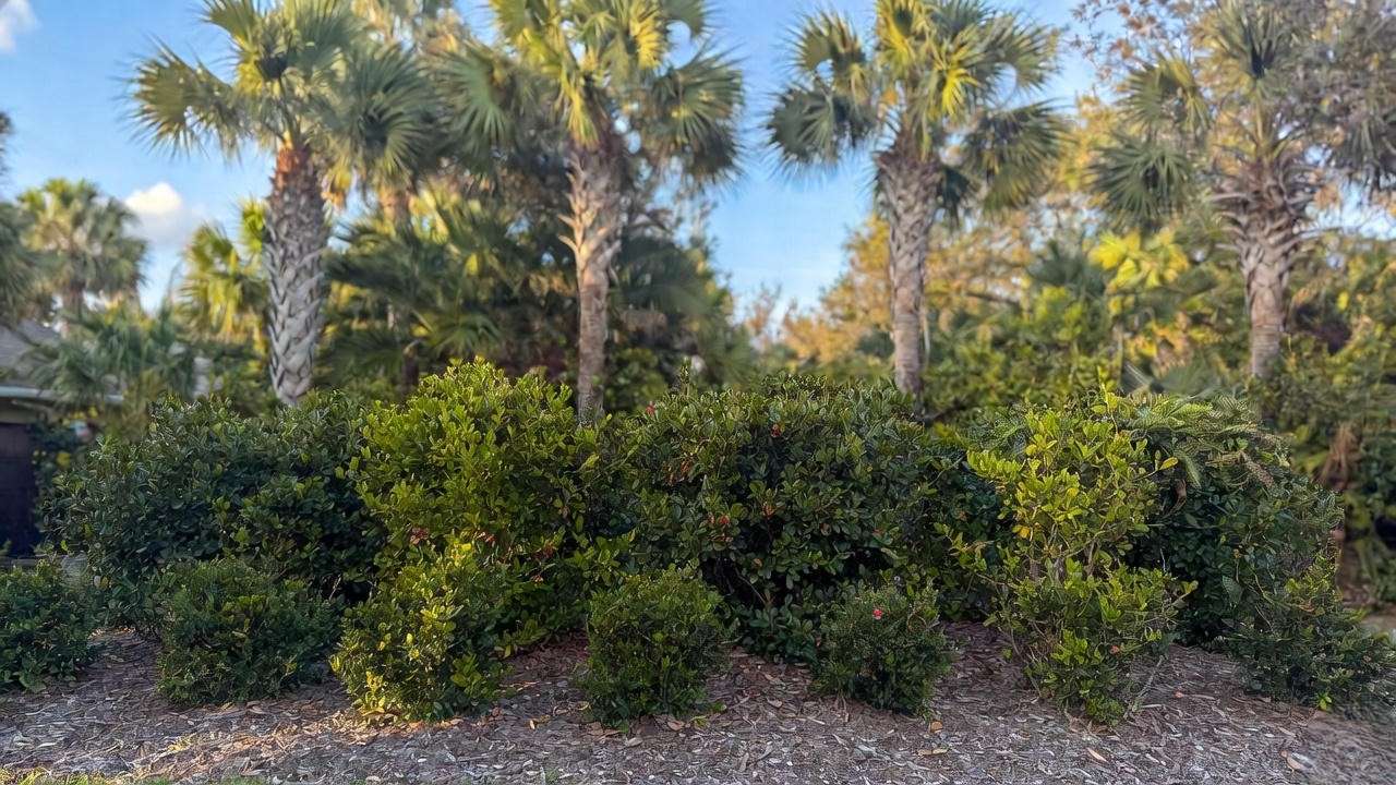 Layered native Florida hedge with Wax Myrtle, Simpson’s Stopper and Firebush for privacy and pollinators
