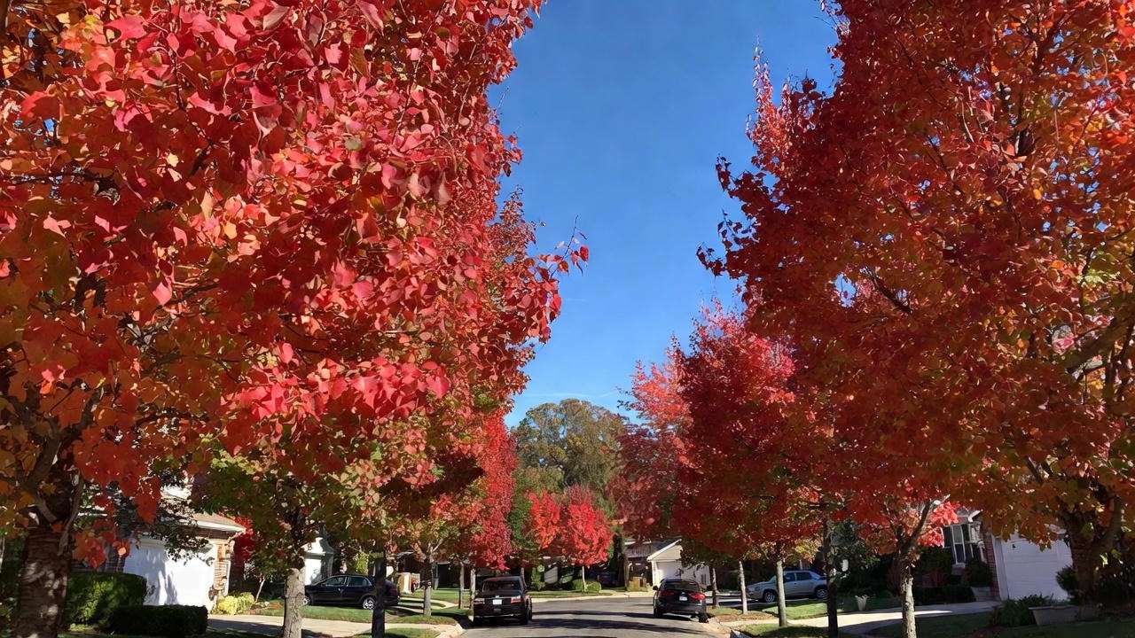 Seedless Brandywine maple trees used as street trees in full fall color