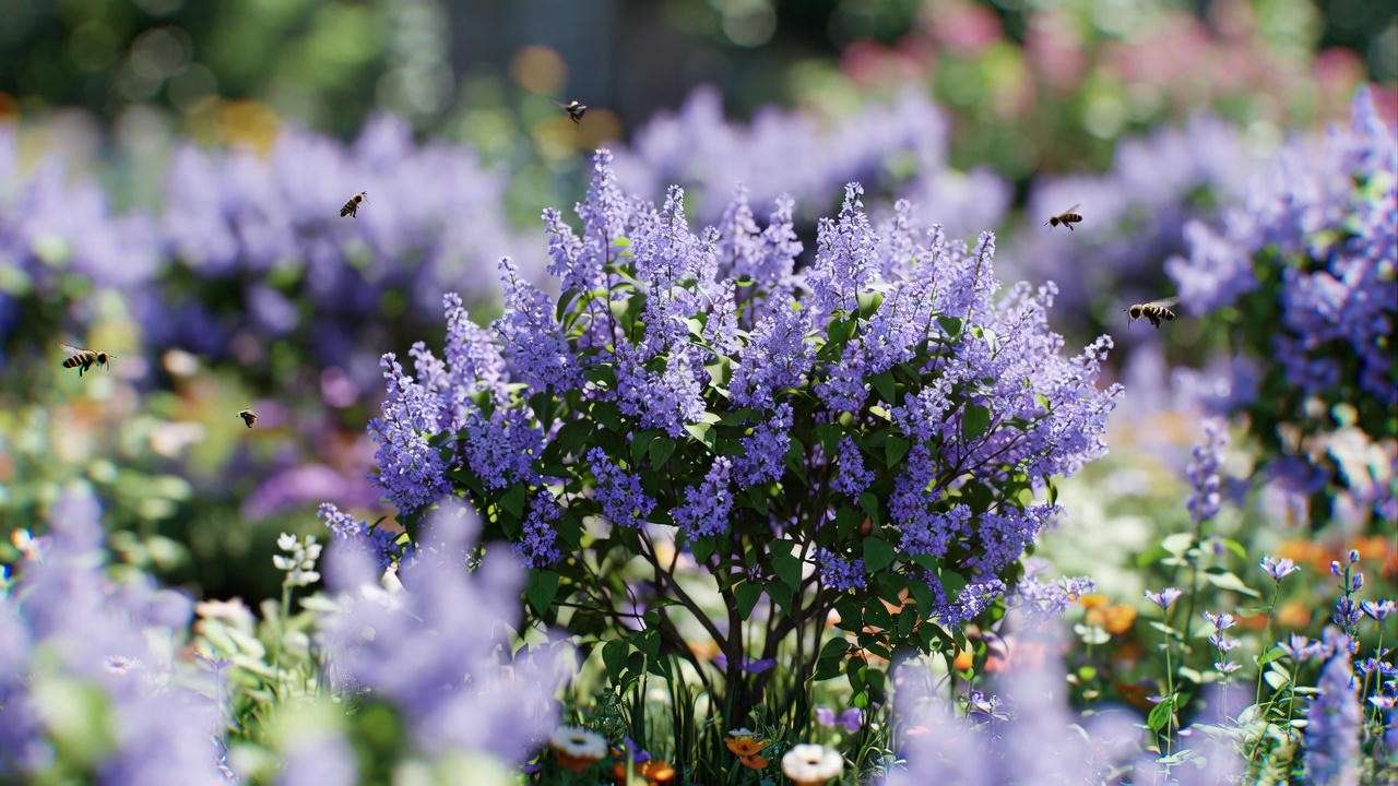 Hedge of Miss Kim Lilac Trees with bees and butterflies in a blooming garden.
