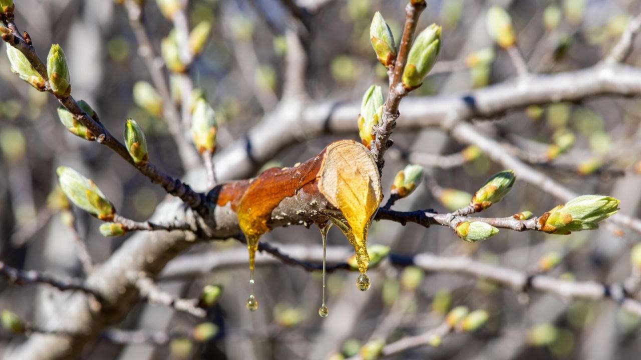 Red oak branch bleeding heavy sap in spring – unsafe pruning time