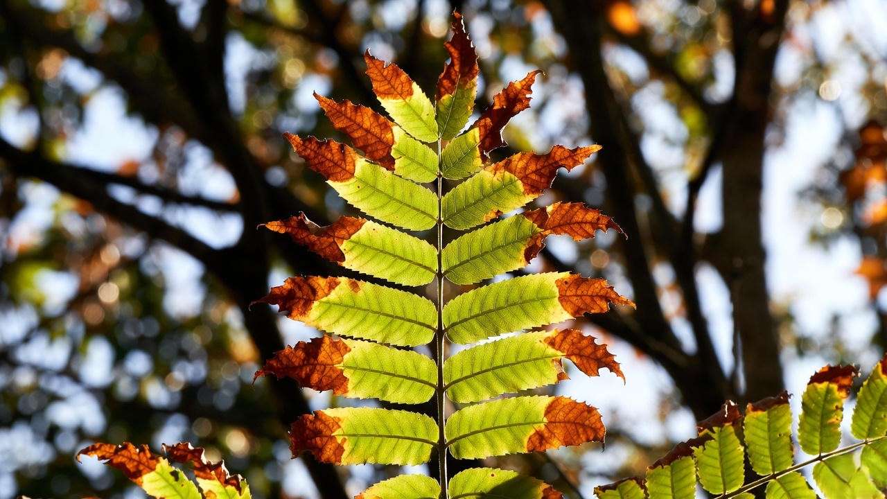 Heat and drought induced leaf scorch on chestnut tree leaf