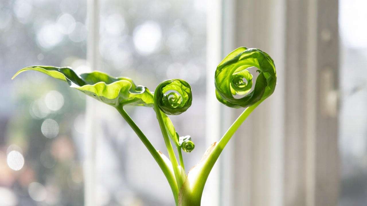 Frizzle Sizzle plant in perfect bright indirect light showing tight curly leaves