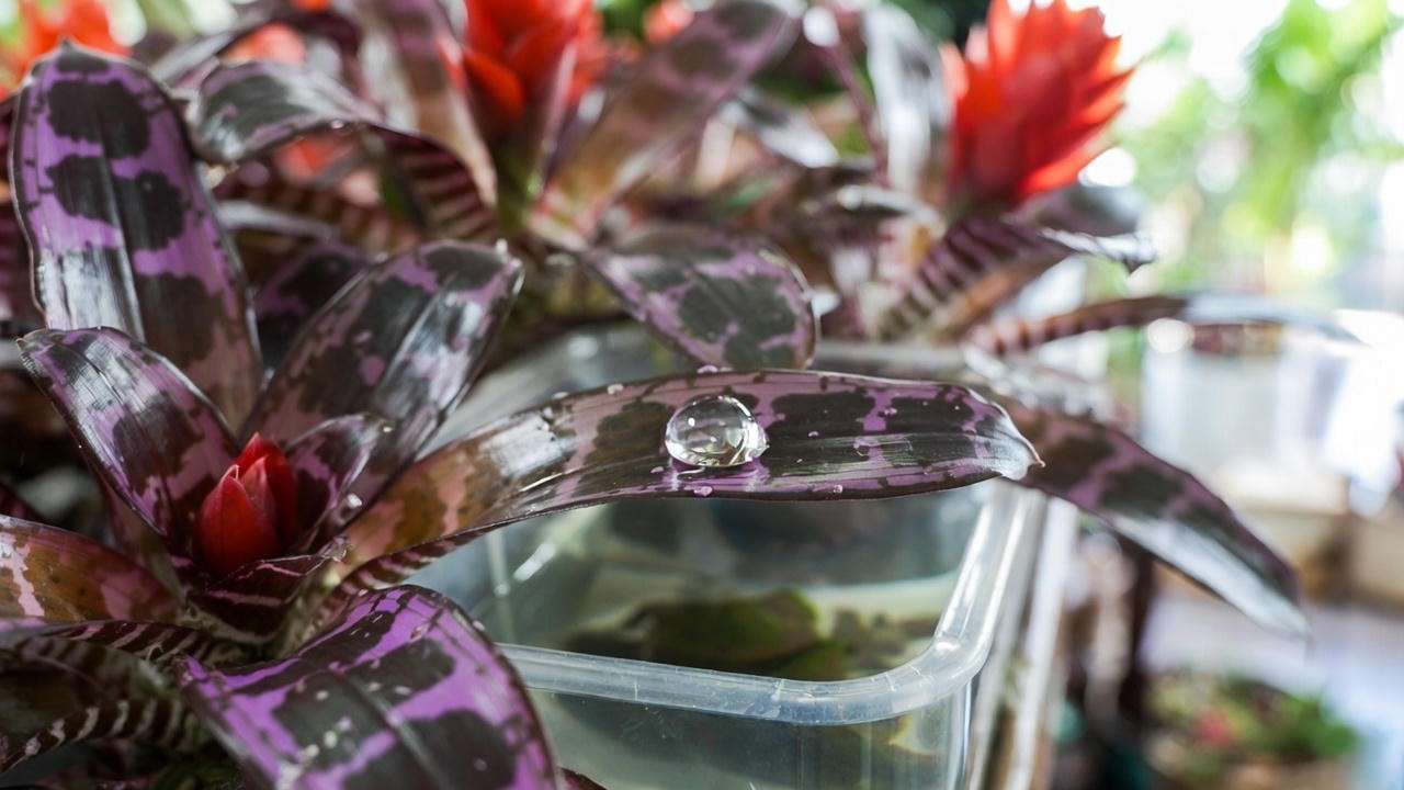 Flaming sword plant in bright indirect light showing maximum red bloom intensity