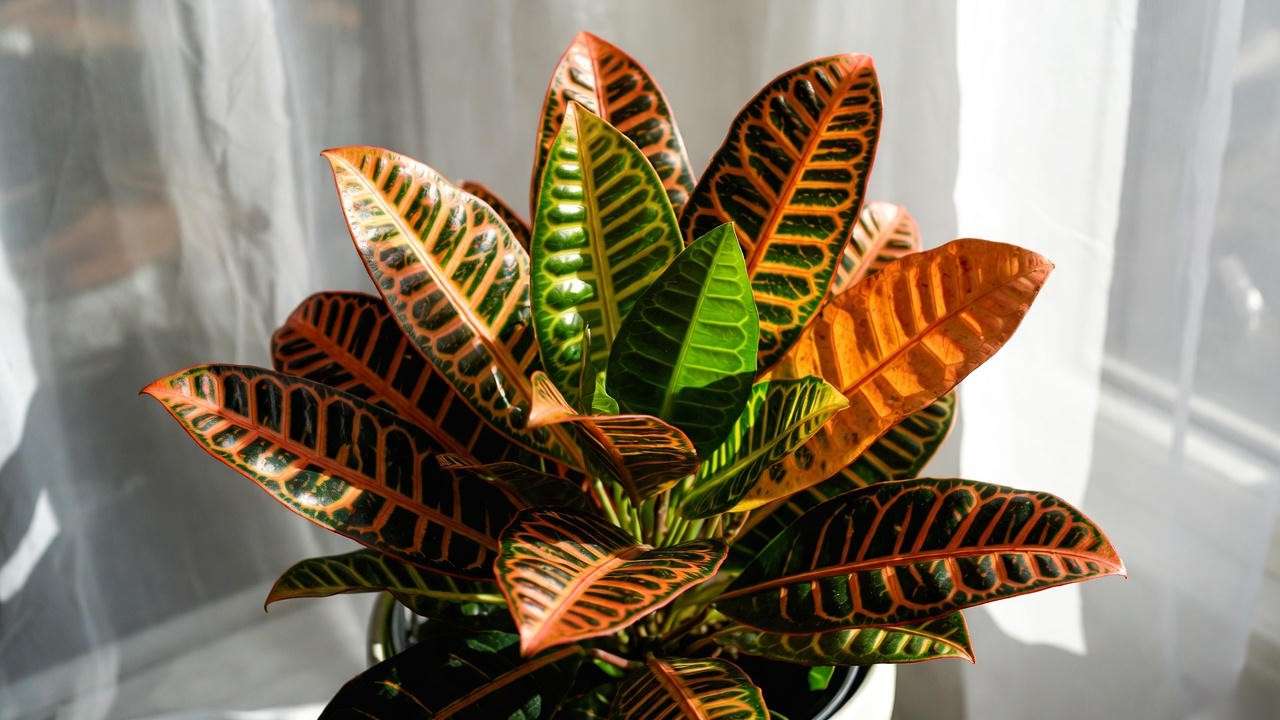 Croton Petra receiving ideal bright indirect light from east window