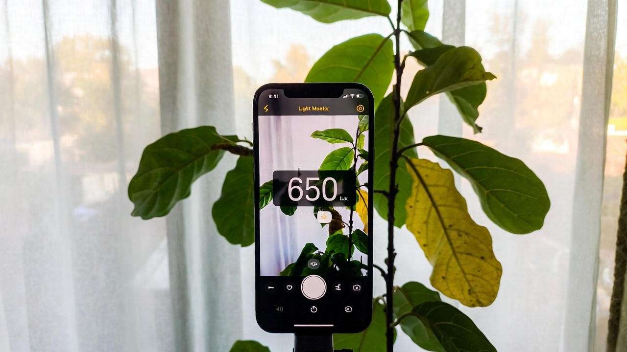 Measuring light levels for Green Island Ficus plant with phone app