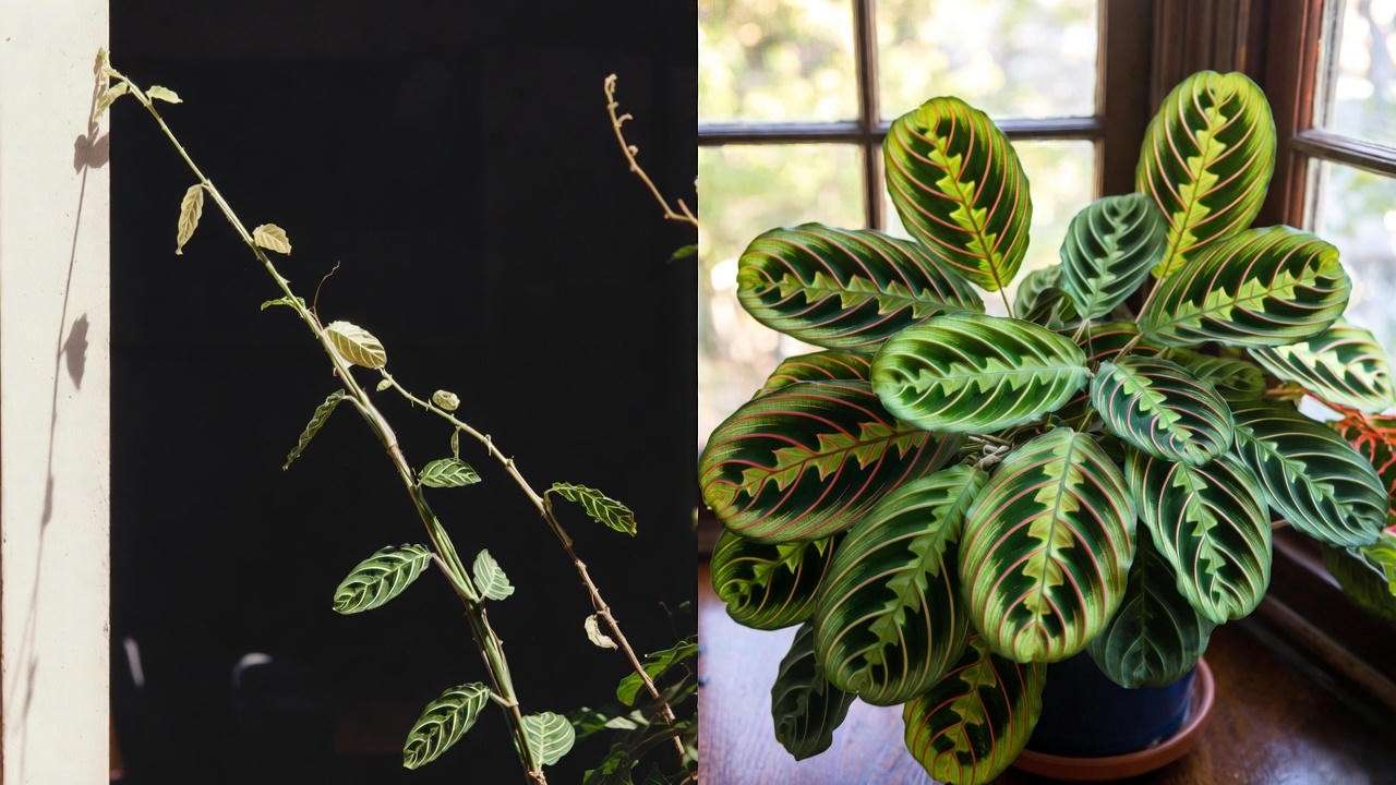 Maranta too little light vs perfect bright indirect light comparison – leggy vs lush prayer plant