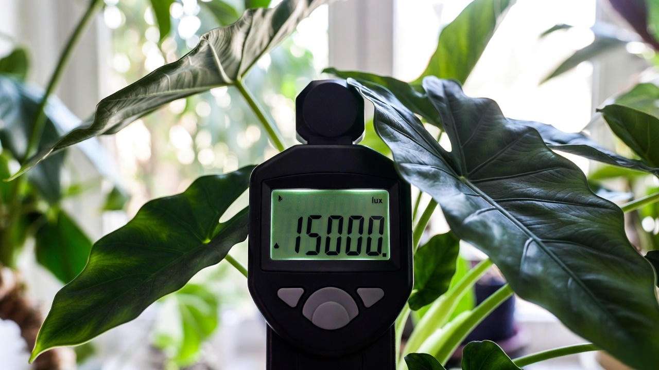 Ideal bright indirect light levels for Alocasia Regal Shield plant (15000 lux)