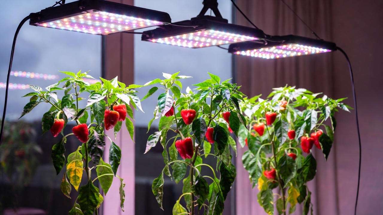 Indoor pepper plants thriving under full-spectrum LED grow light