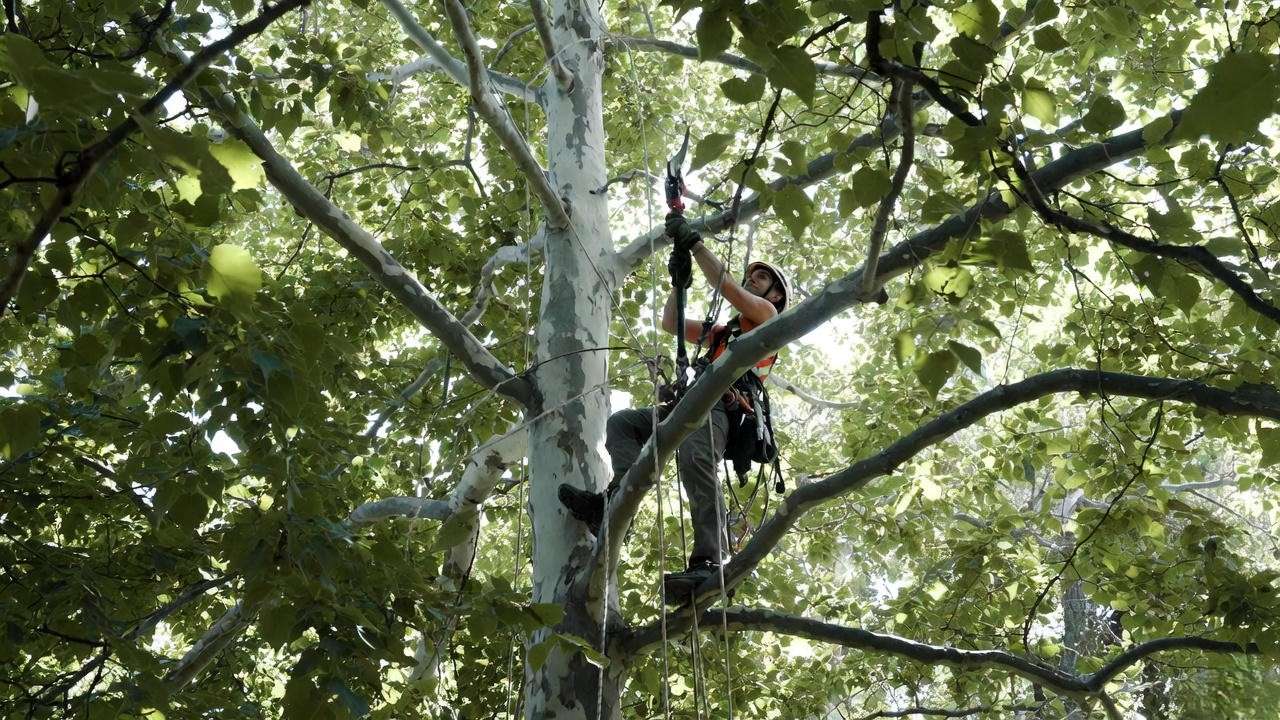 Arborist performing structural pruning on tall skinny Lombardy Poplar to reduce end-weight