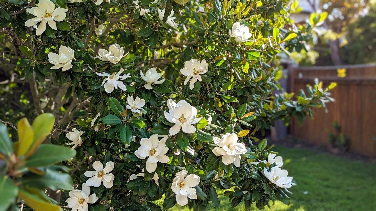 ‘Little Gem’ dwarf magnolia with small glossy leaves and large fragrant flowers in a small yard