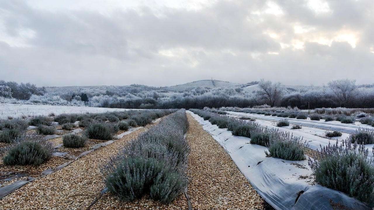 Lavender garden in winter with gravel mulch and frost cloth"
