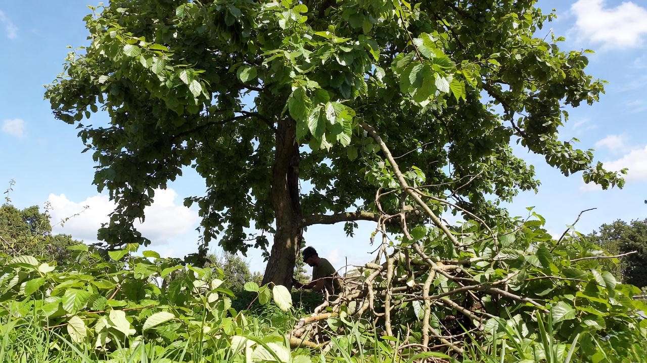 "Gardener pruning a mature elm tree with lush green foliage.