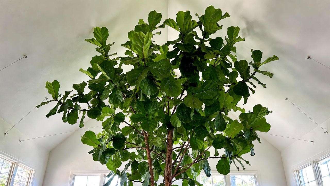 17-year-old, 17-ft tall mature huge indoor fiddle-leaf fig touching vaulted ceiling