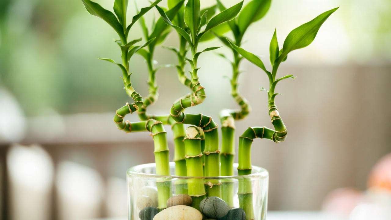stalk lucky bamboo arrangement in glass vase for prosperity and good luck